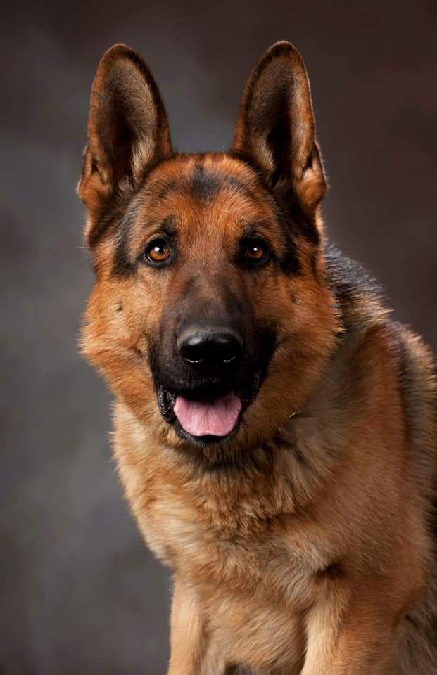It is w/heavy &amp; sad hearts that we announce the passing of our beloved K9 Bax. He was in failing health &amp; recently retired as a result. Our gratitude 2 Bax's partner Officer Jaret Reece &amp; family for making Bax a family member &amp; taking care of him. Rest in Peace Bax job well done.