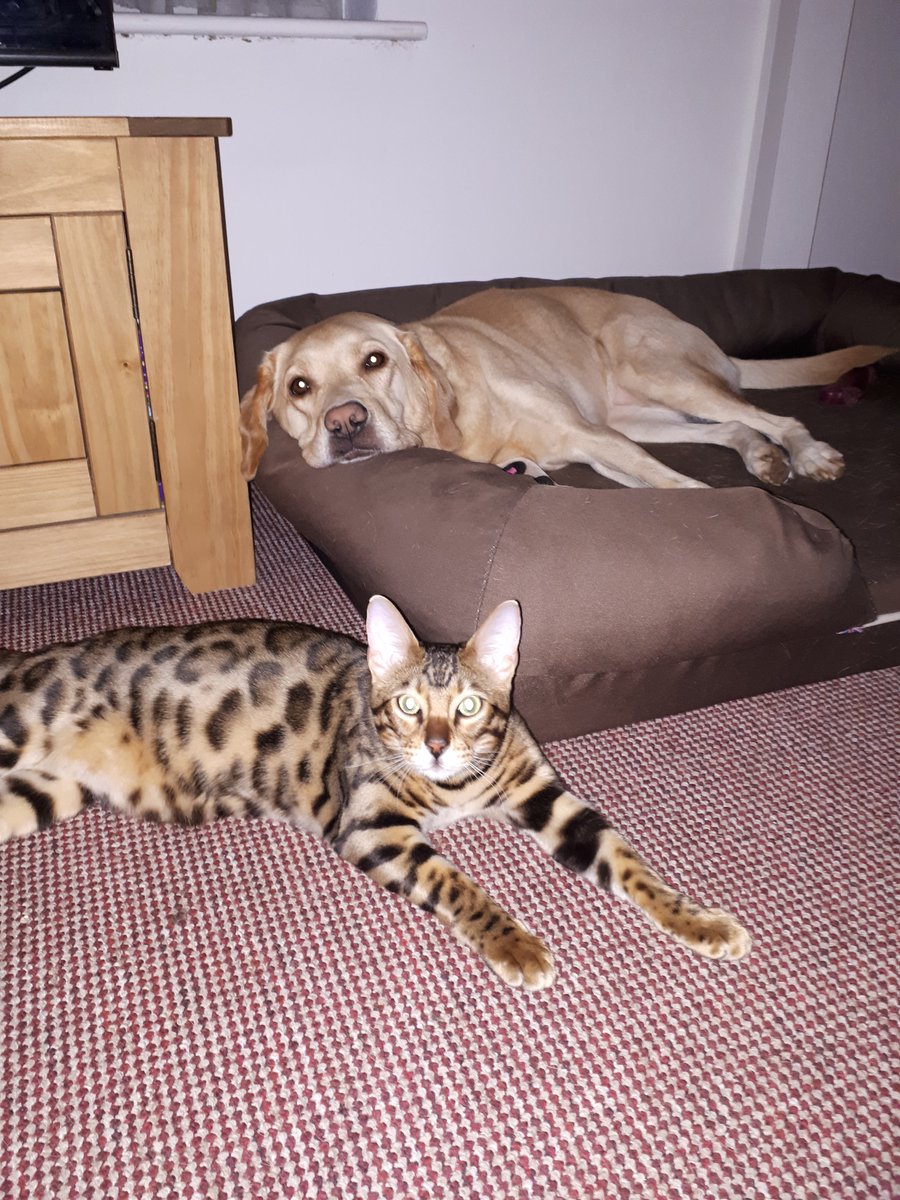 GuideHolly's tweet photo. and now I have to share my house with this wild thing, he jumps on my bum and sleeps in my bed! send help!! https://t.co/7wPat6ZaSh