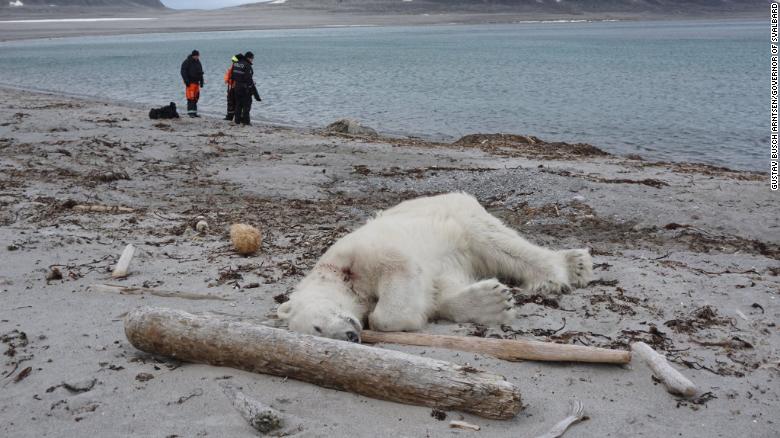 BiologistDan's tweet photo. In Memoriam. The Polar bear killed by guards of the Cruise Ship MS Bremen on Svalbard Island on July 28th. They invade his home. He died. https://t.co/NmqkmovrKW