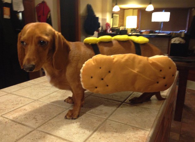 King_Spry_Law's tweet image. Municipal attorney Kent Herman’s grand pup Ted has a lot of fun when he visits. #kingspryholiday #rufflife #dogsofdecember #lawsandpaws