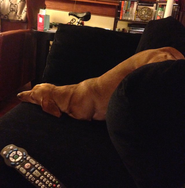 King_Spry_Law's tweet image. Municipal attorney Kent Herman’s grand pup Ted has a lot of fun when he visits. #kingspryholiday #rufflife #dogsofdecember #lawsandpaws