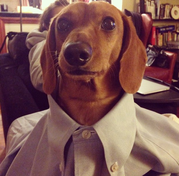 King_Spry_Law's tweet image. Municipal attorney Kent Herman’s grand pup Ted has a lot of fun when he visits. #kingspryholiday #rufflife #dogsofdecember #lawsandpaws