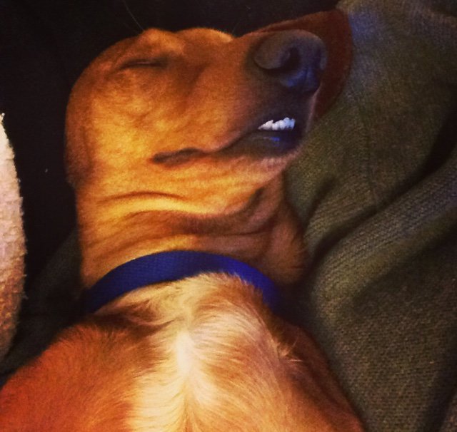 King_Spry_Law's tweet image. Municipal attorney Kent Herman’s grand pup Ted has a lot of fun when he visits. #kingspryholiday #rufflife #dogsofdecember #lawsandpaws