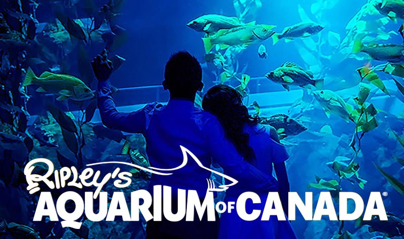 nowtorontopromo's tweet photo. On the 10th day of #12daysofprizes we're giving away 4 passes to Ripley's Aquarium! Follow us &amp; #RETWEET for a chance to WIN! https://t.co/cC3CfKL9s6
