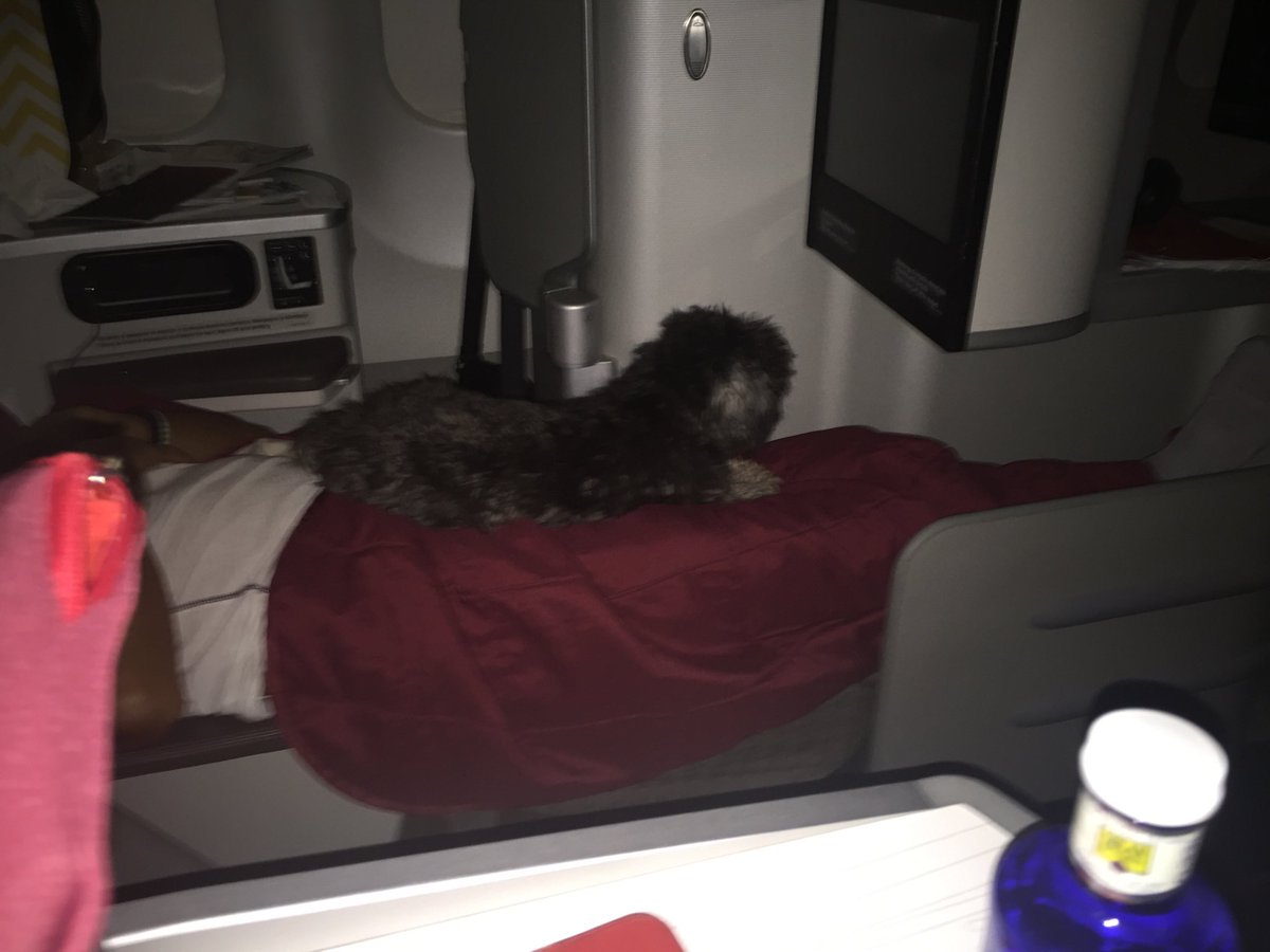 dc10joaquin's tweet photo. ⁦porqué ⁦@Iberia⁩ permite esto en sus vuelos? Quién tiene preferencia las personas o los animales? ⁦@Bereikua⁩  ⁦@PikerPilot⁩ ⁦⁦⁦@ArielShocron⁩ https://t.co/Gkf4qCaETQ