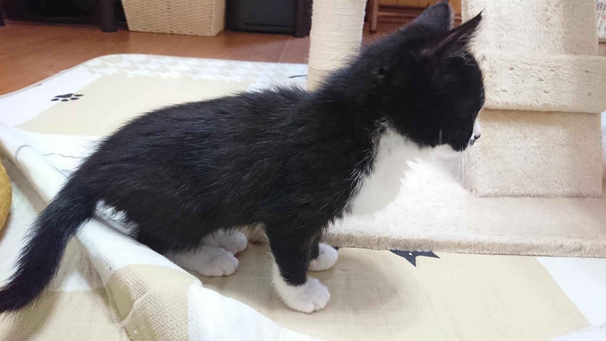 Twitter 上的 来飛 類くん誕生日おめでとう 祭壇中 弘前相馬村の猫カフェfive Catsさんに行ってきました いっぱい写真撮ったんでまた改めてアップします ˊᵕˋ 猫達可愛くてかなり癒された 次は春 雪解け頃行かなくては T Co Jcyva3krmm