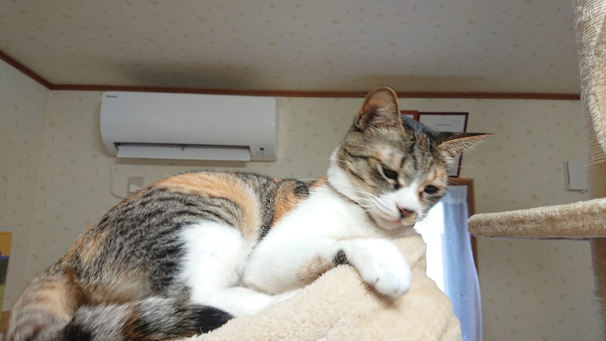 Twitter 上的 来飛 類くん誕生日おめでとう 祭壇中 弘前相馬村の猫カフェfive Catsさんに行ってきました いっぱい写真撮ったんでまた改めてアップします ˊᵕˋ 猫達可愛くてかなり癒された 次は春 雪解け頃行かなくては T Co Jcyva3krmm