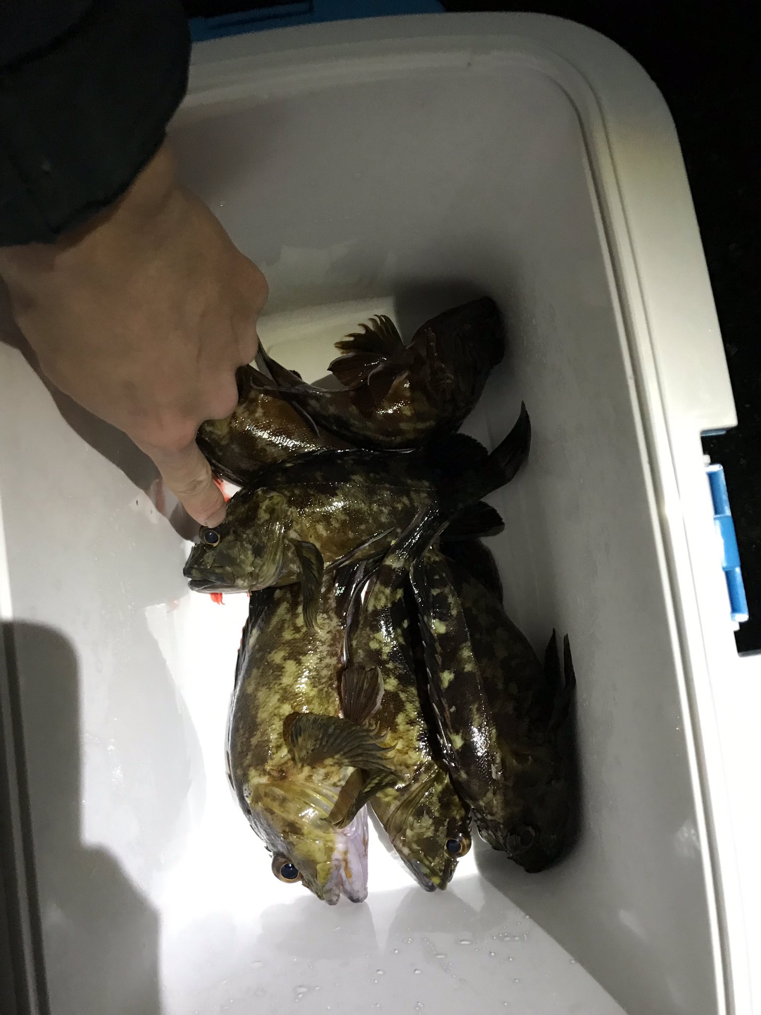 Usuke Tv 耐久レーサーの人 カサゴばかりを釣りました 25 以上は刺身やね アラカブ ガシラ カサゴ T Co W0o0lpzcfo Twitter