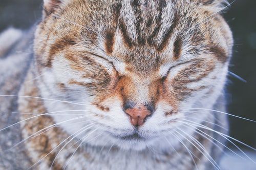 #\Cute animals
