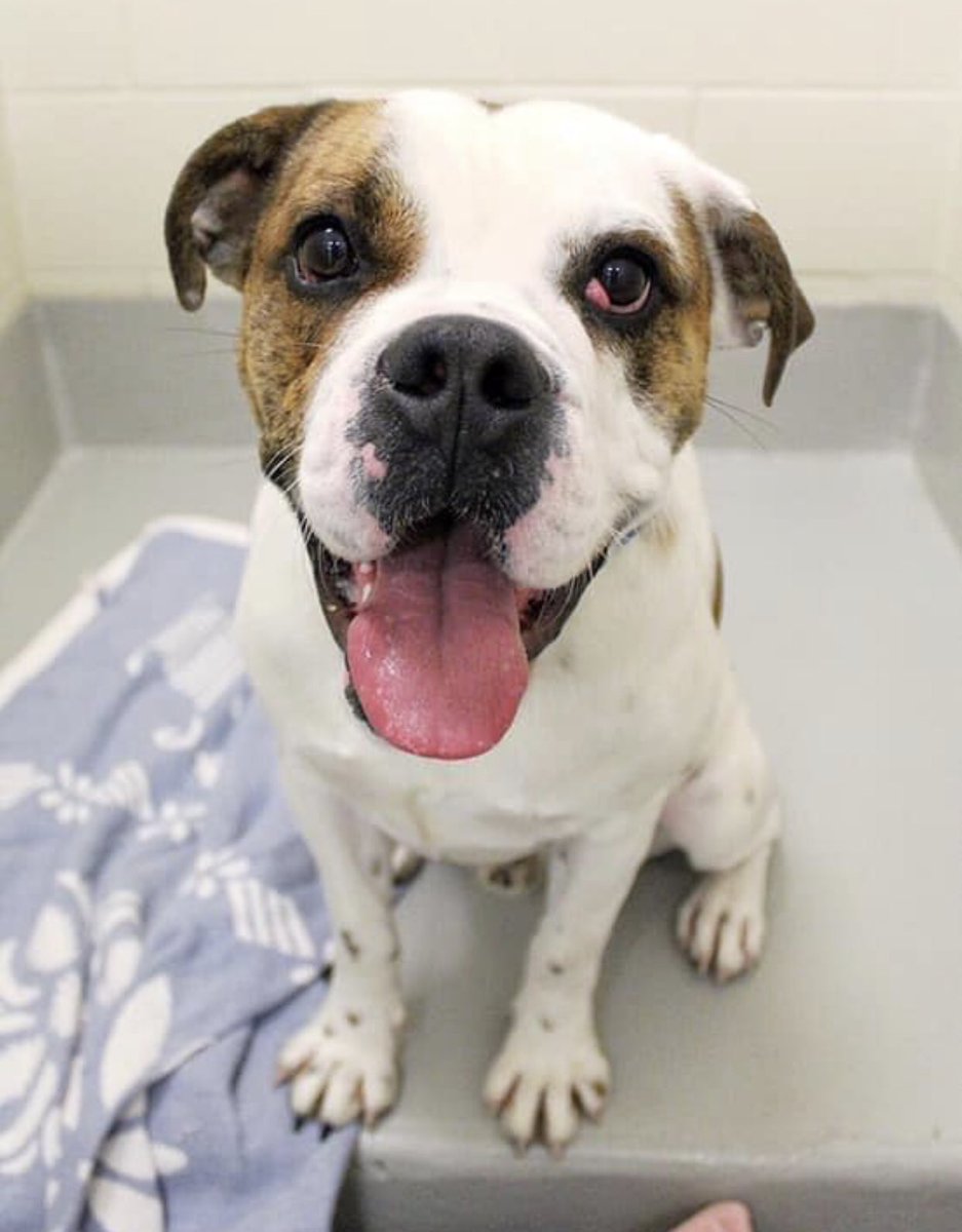 ToledoHumaneSociety tweet media