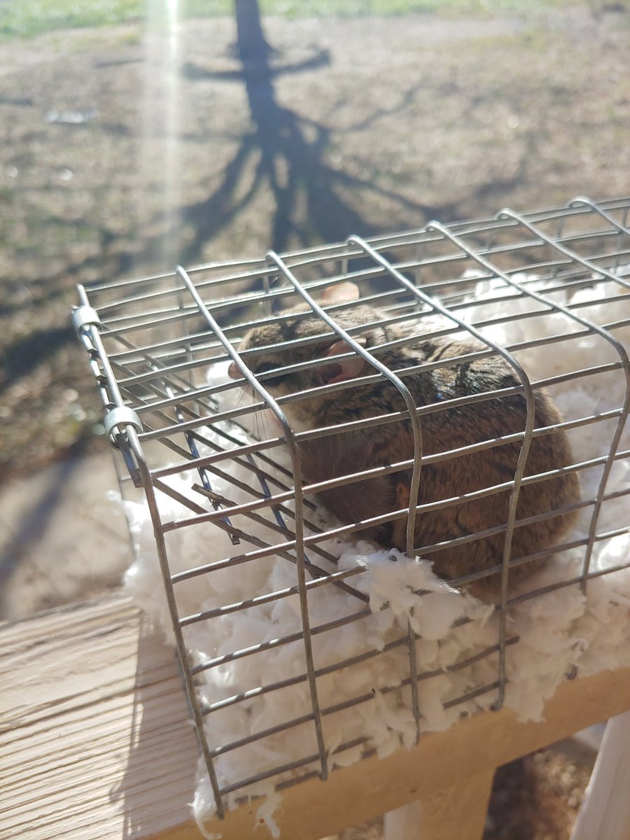 #flyingsquirrel #squirrel #wildlife #wildliferemoval #wildlifecontrol #NorthCarolina #WakeForest