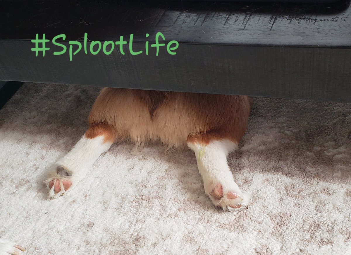 BeasleyCorgi's tweet photo. #corgi #corgipuppy #sablecorgi #corgisofinstagram #cute #corgination #corgilove #doggo #splootlife https://t.co/hq8CEI1H7A