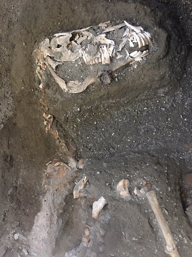 pompeii_sites's tweet image. Scoperto un terzo cavallo di razza con ricca bardatura militare nella stalla di Civita Giuliana 🐴
(foto 1 di Cesare Abbate/Ansa) 
pompeiisites.org/comunicati/sco…