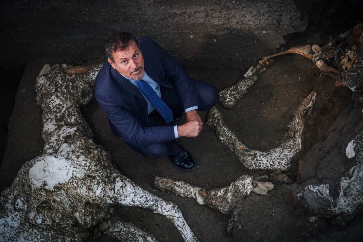 pompeii_sites's tweet image. Scoperto un terzo cavallo di razza con ricca bardatura militare nella stalla di Civita Giuliana 🐴
(foto 1 di Cesare Abbate/Ansa) 
pompeiisites.org/comunicati/sco…