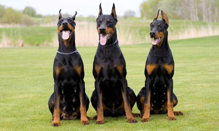 doberman dane puppies