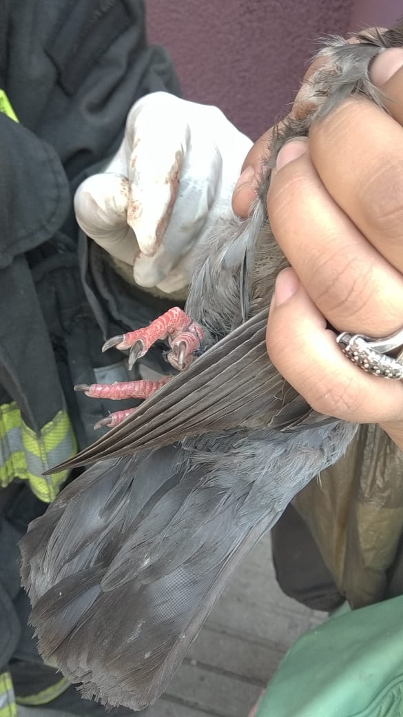 [AHORA] Una familia acude hasta nuestra compañia para pedir ayuda para una Paloma con sus patas enredadas con hilo desde ayer lo cual no le permitia volar. Logro ser liberada luego de 1 hora de trabajo.  ¡Todas las vidas son importantes! <a href="/CBV1851/">Bomberos Valparaíso</a>