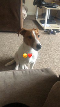 lisaphipps15's tweet photo. Lost: EROS White With Brown Head #JackRussellTerrier Male In #Longford area of #Coventry #CV6 #ScanMe #missingdog @DoglostUK #doglostuk #doglost  https://t.co/tlUxTXLbeF https://t.co/7Kk9yKphjU
