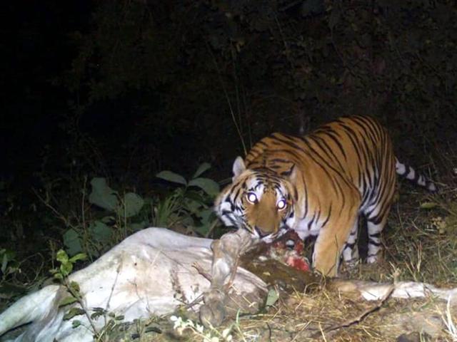 hasnaink41's tweet photo. *ग्राम झरिया तहशील बरही जिला कटनी* नर्सरी में बाघ ने किया जान लेवा हमला दो गाय एक आदमी की मौत@indianpm.   @narendramodi help plz https://t.co/0C4yyp34xV
