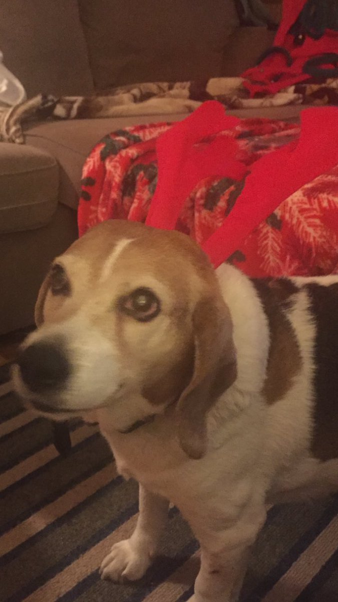 BusterBeagle's tweet photo. Merry Christmas to all my hairy, furry, ‘feathery’, fuzzy, ‘scaley’, and hairless friends and to everyone else that I accidentally left out. Take Care!!! https://t.co/xW7ovCerLT