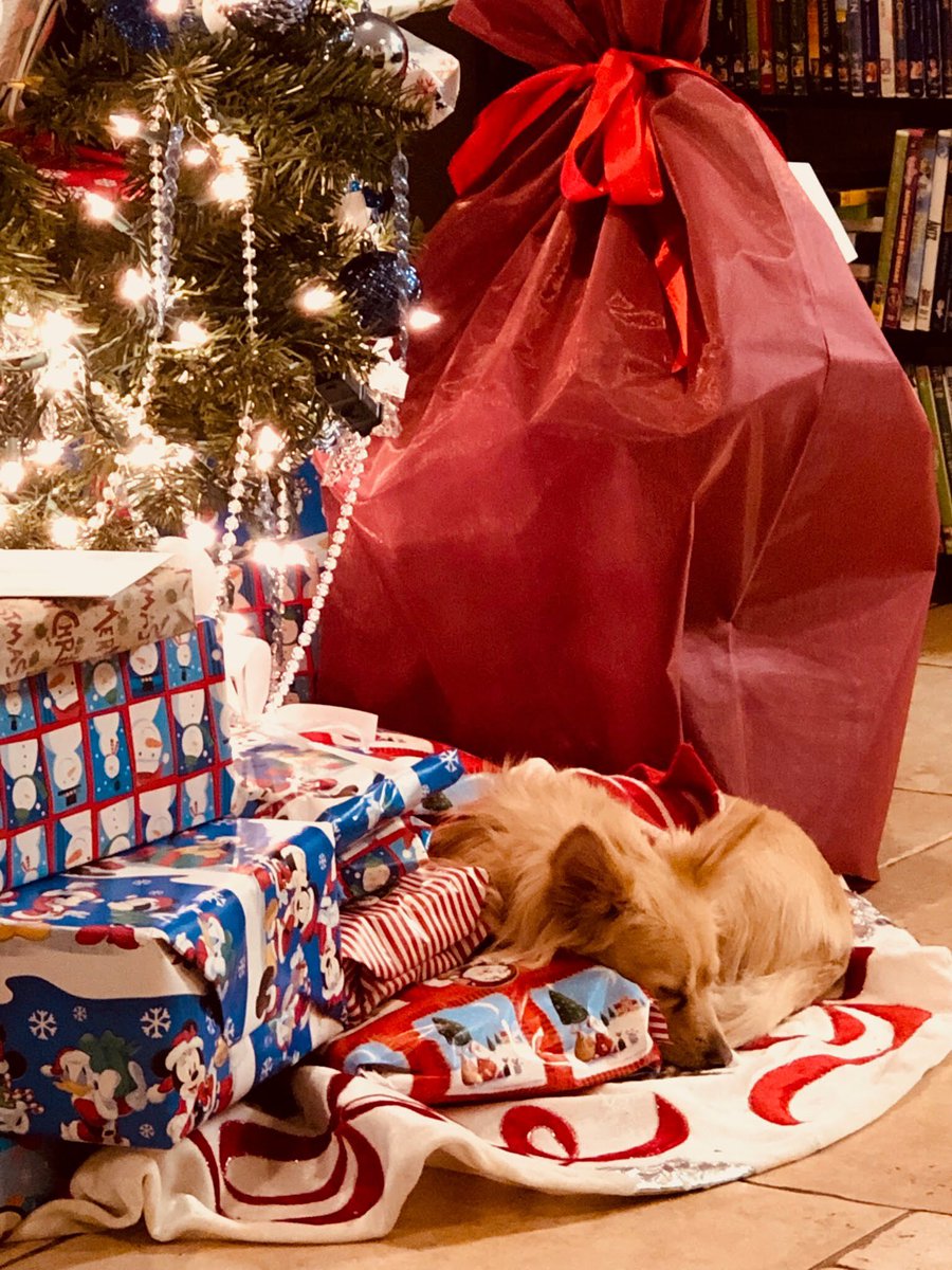 My sweet little buddy, Ella, is ready for Santa 🎅 🐶 #merrychristmas #hohoho #barkyholidays #petsitter #galtca #lodica #elkgroveca