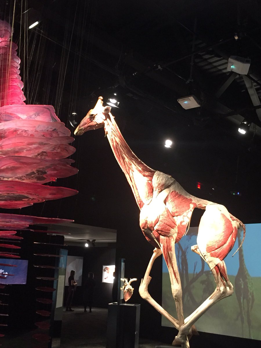 TWoSEdm's tweet photo. Go on an anatomical safari at #AnimalsInsideOut, presented by #BodyWorlds at #mytwose! https://t.co/MVULHoCN2W