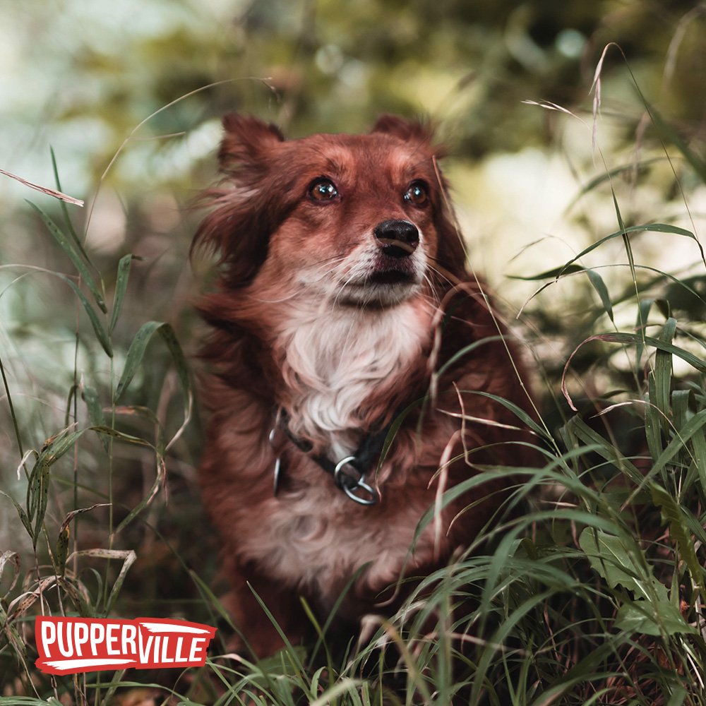 pupperville's tweet photo. Instagram: @pupperville_

#pupperville #puppervillenet #puppy #pupper #cutepuppy #puppies #doggos #doggo #pugs #huskies #cutehuskie #samoyed #goldenretriever #doggies #dogwalking #dogsofinstagram #instadogs #pup #cutedoggy #cutedog #woofer #floofer #boopthesnoot https://t.co/OCn9teaMdk