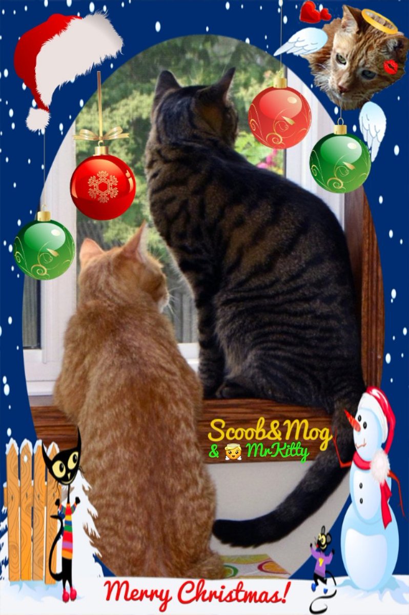 We wish you a Moggy Christmas and a Scooby New Year!!

I really love this pic of the boys watching for Santa with their ANGEL brofur in the pic.

Merry Christmas, friends.

#MerryChristmas2018