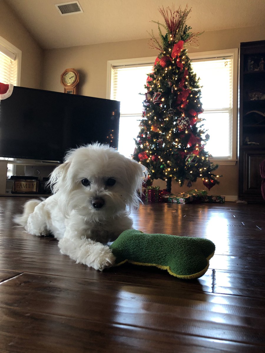 Merry Christmas from my paws to yours!!!🎄