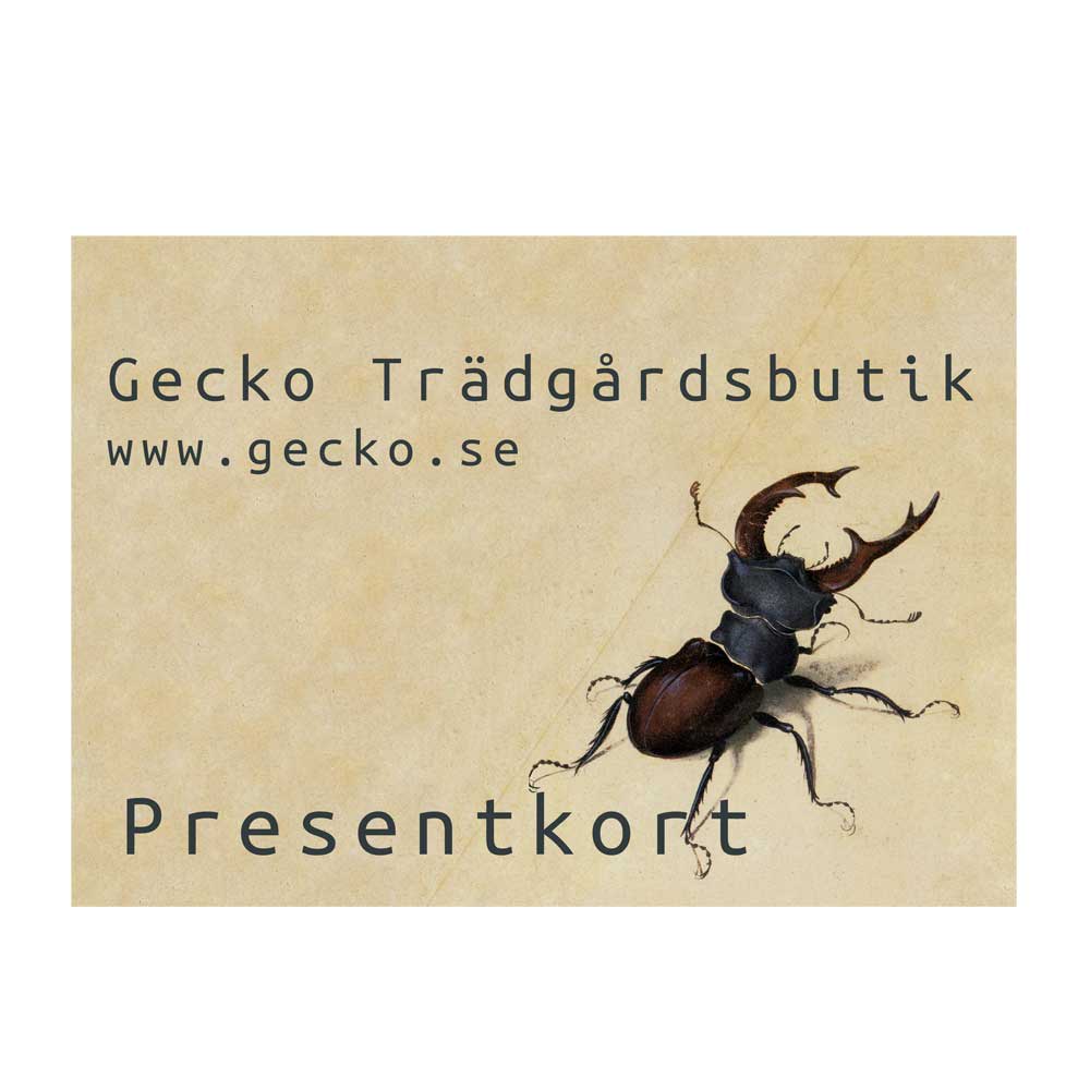 gecko_se's tweet photo. Sista-minuten-tips -- presentkort hos Gecko Trädgårdsbutik. Vi skickar kortet på mailen inom en timme! #tradgard #inredning

https://t.co/HrG8cX2Zya https://t.co/B1kL8g5LUm