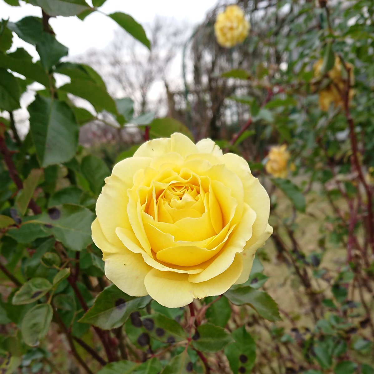 344koba's tweet image. おはようございます！ ＋2261

Good morning my friends ！ 
Merry christmas💕

今日も薔薇お届け♪  (2018.12.22撮影)

『#ゴールデンフラッシュ』 #GoldenFlush

鮮やかな黄色♪退色しにくい品種
品種名は【黄金色のきらめき】の意味

オランダ インタープランツ 2005年作出
#京成バラ園 にて