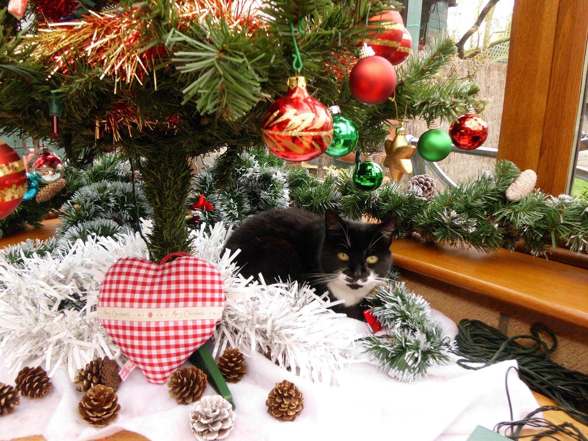 SoozeHH's tweet photo. @fetchlovespets #FetchFamily Mogg thinks I can't see her https://t.co/QjEiMOafph