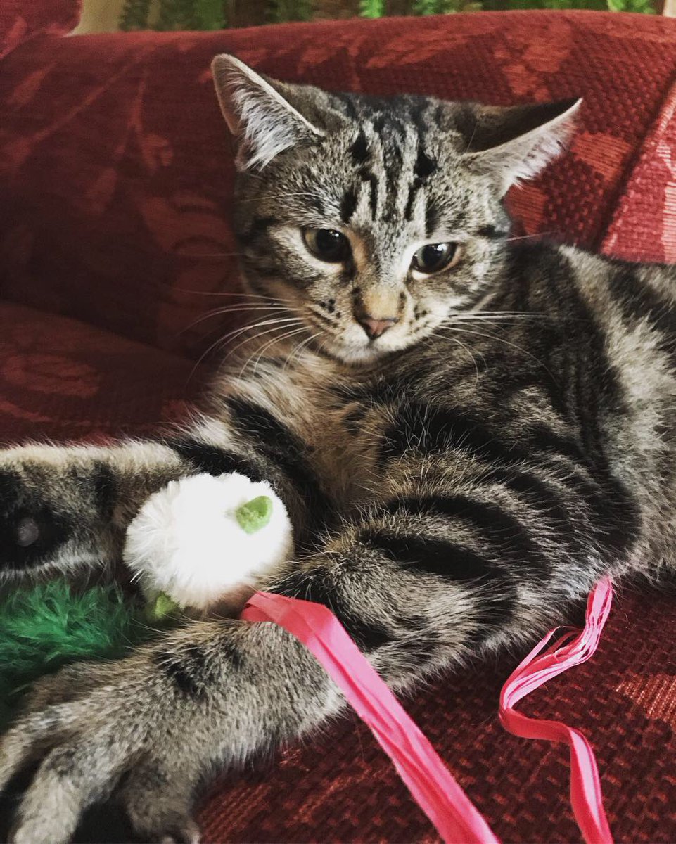 PavoPortraits's tweet photo. New addition to the family! Getting excited for Christmas #kitten #cat #ChristmasEveEve #ChristmasCountdown #playtime #cuddles 🐯🐱😍 https://t.co/UGMuHwEPvK