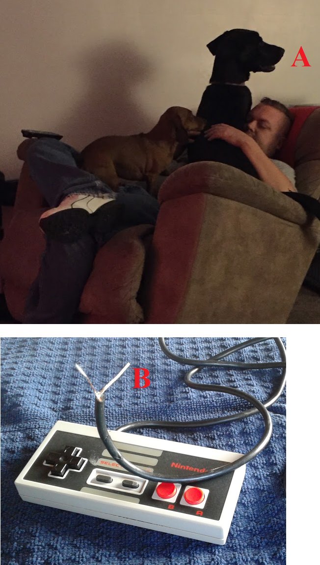 SFCTFL's tweet image. Some have asked why we here at @SFCTFL and @SfvTfl haven't played #Tecmo in quite a while.

A: Black Great Dane/Retriever puppy who has chewed up everything both inside and outside the house

B: My NES controllers. So no 2 player until we can get a new controller
#SuperTecmoBowl