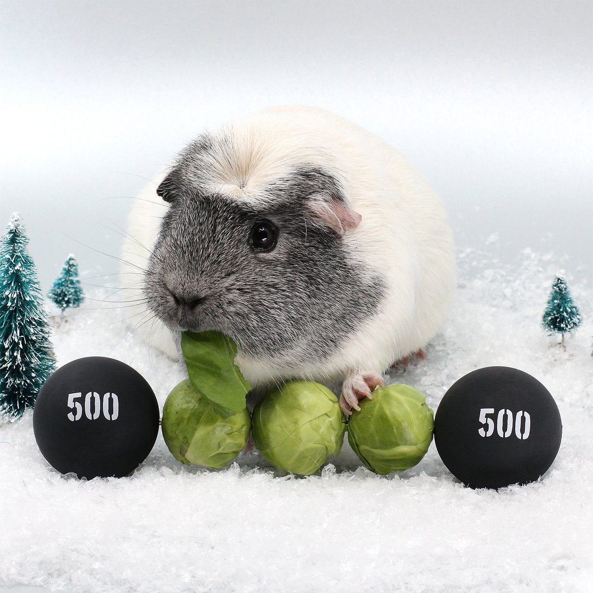 guinea pig brussel sprout