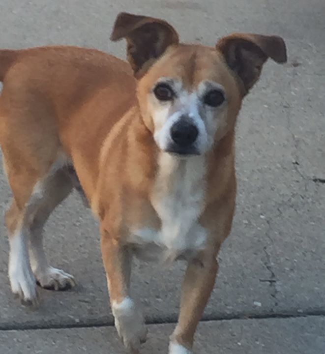 Lost Dogs Illinois On Twitter Lost Chicago Il Westlawn