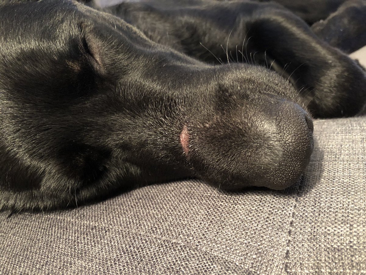 gwigglebutt's tweet photo. Frens, dis is important lesson.  If you try to steal someone else’s ball you might end up with scar face.  
#tips #howtodog https://t.co/PsI0JVYLys