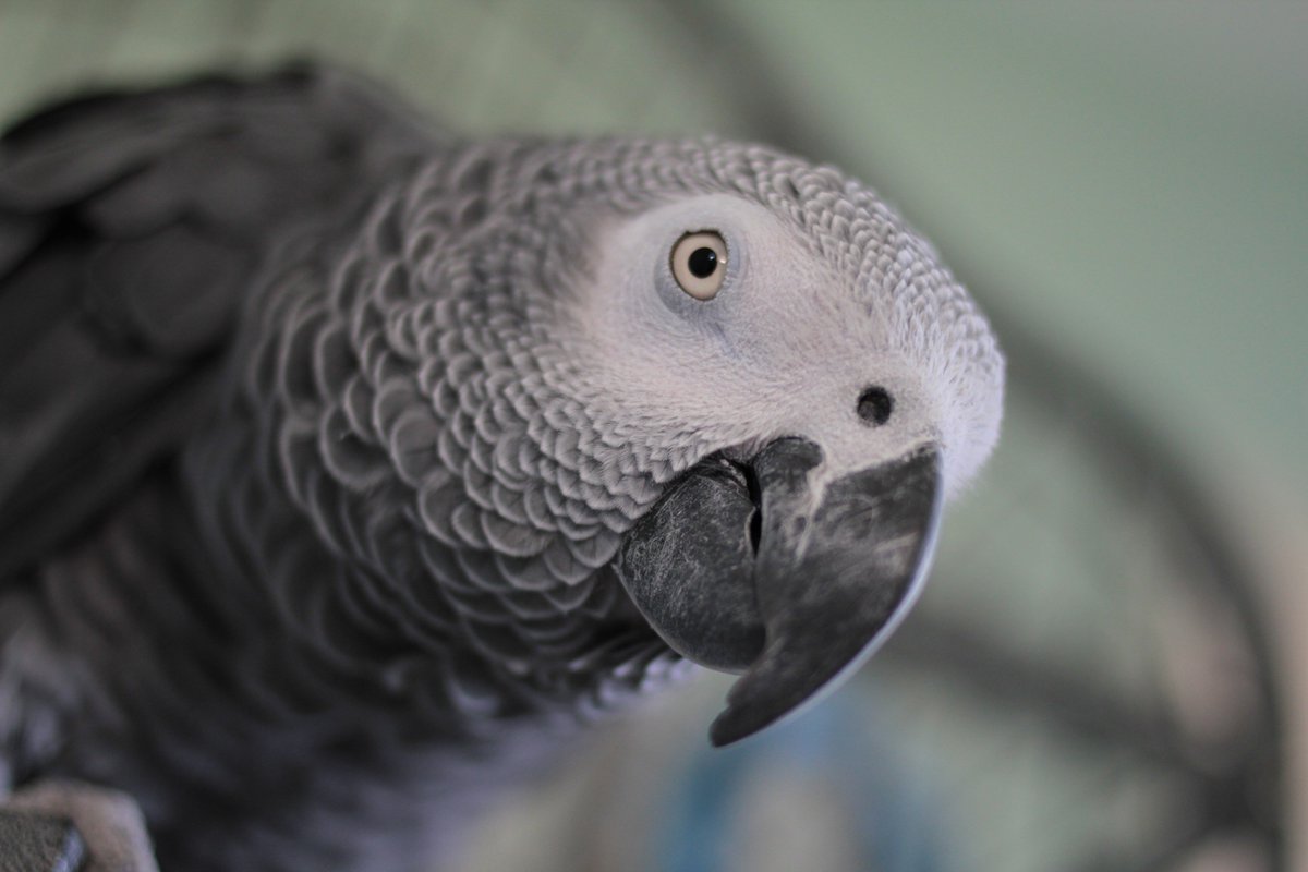 thisistotalmk's tweet photo. A good news story to see out the weekend: Bob the Parrot who had been missing from his home in #Bletchley since Friday is safe and well, and back with his family
https://t.co/eRN41Sw4CF @MsRachelAshton #HelpFindBob #lovemk #lostpet #Parrot @bletchleypark https://t.co/mstZEu0zjs