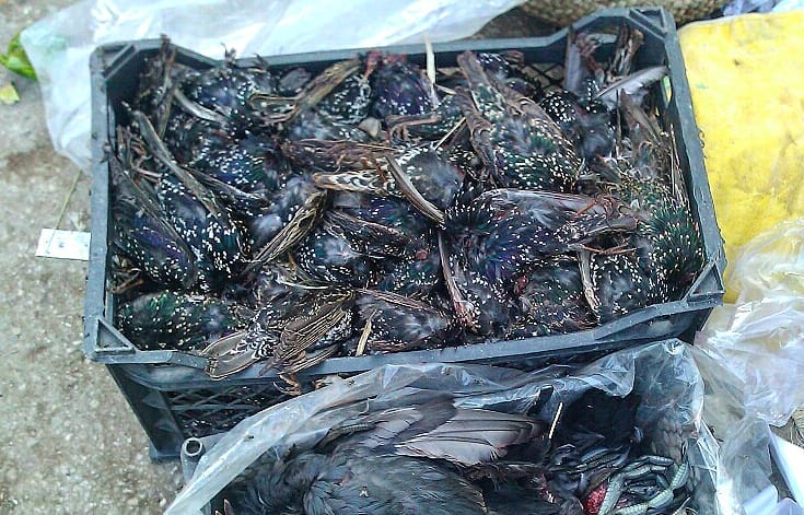 BirdingTools tweet picture