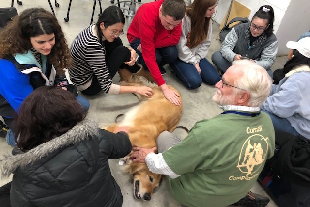 CornellAAP's tweet photo. Cornell students enjoyed a #destresswithdogs event during the weeks leading up to finals with a visit from #cornellcompanions. https://t.co/R3C9315syH