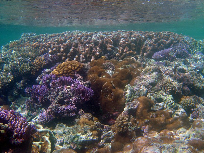 "Coral Reef Video Game will help create global database"  bit.ly/2EK04kd #AGU_Eos
