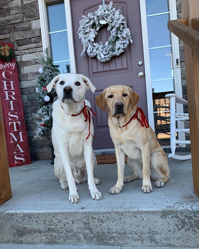 Merry Christmas from KC and Piper of the Odor Universe team! #happyholidays #happynewyear #savingyoufromasmellyworld bit.ly/2Af1Ndp