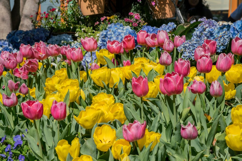 CoreApartments's tweet photo. Awesomeness blooms year round here in #Anaheim!
🌷
#FlowerPower #AnaheimCA #AnaheimApartments https://t.co/YrfaM85JCt