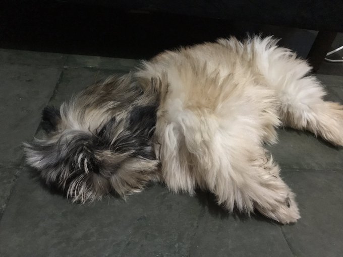 Minha &uacute;nica felicidade 🖤 https://t.co/DyWftDDNNG<a href="/tag/plastichearts"class="tags"><span>#plastichearts</span></a>