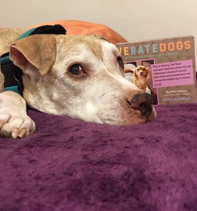 aminasinger's tweet image. Santa Paws came early, since TiggyDog was a h*ckin good boy. @dog_rates