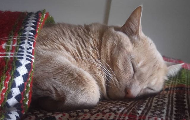 MorrisChisholm's tweet photo. My sweet boy George having his afternoon nap with me.
#thisisgeorge #mybuddy #cat #napping #feline #felinethunderbay #catnap https://t.co/uRa2m1Ek3g https://t.co/OJBoW0sLfQ
