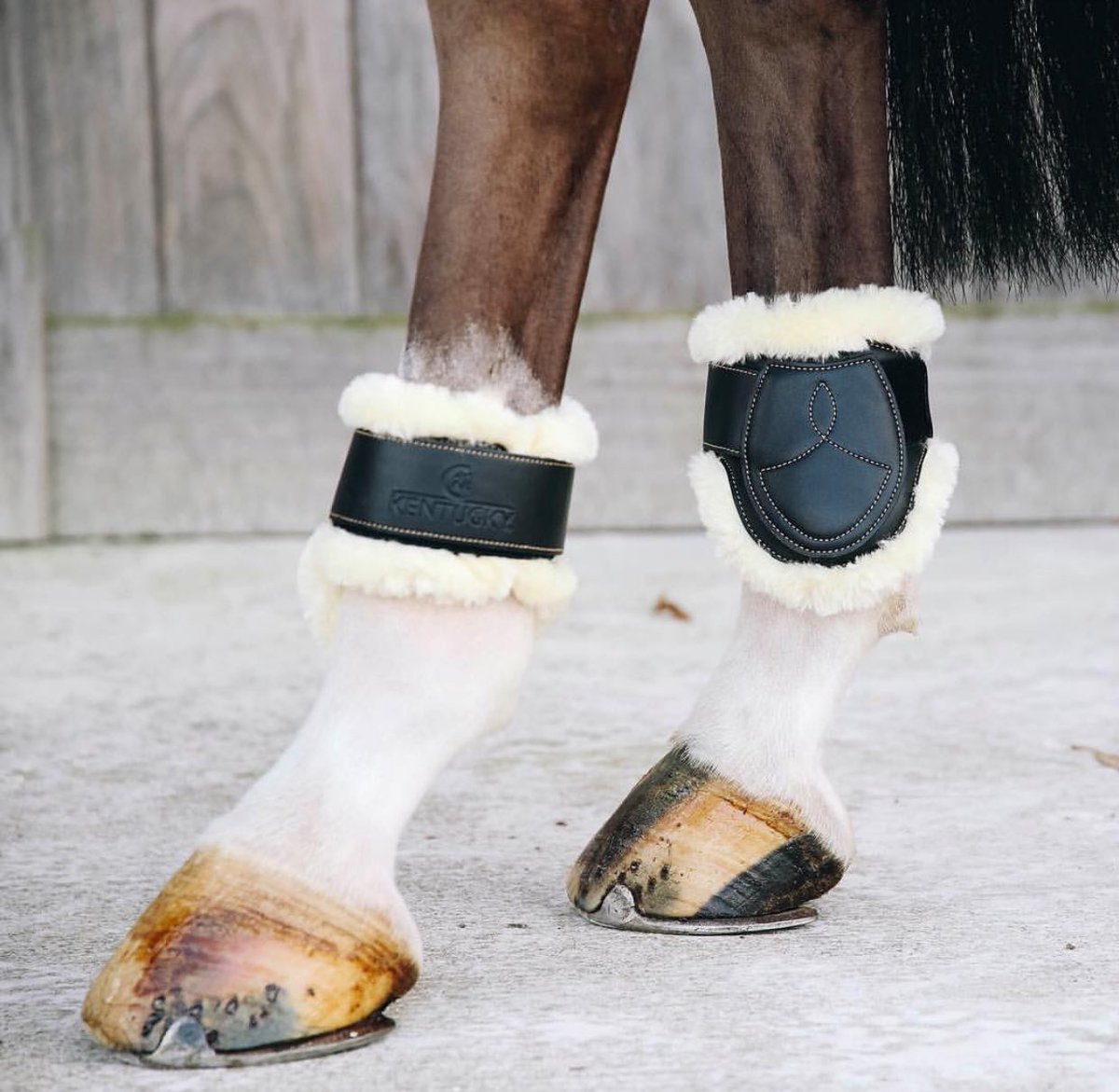 Just Equine tweet media