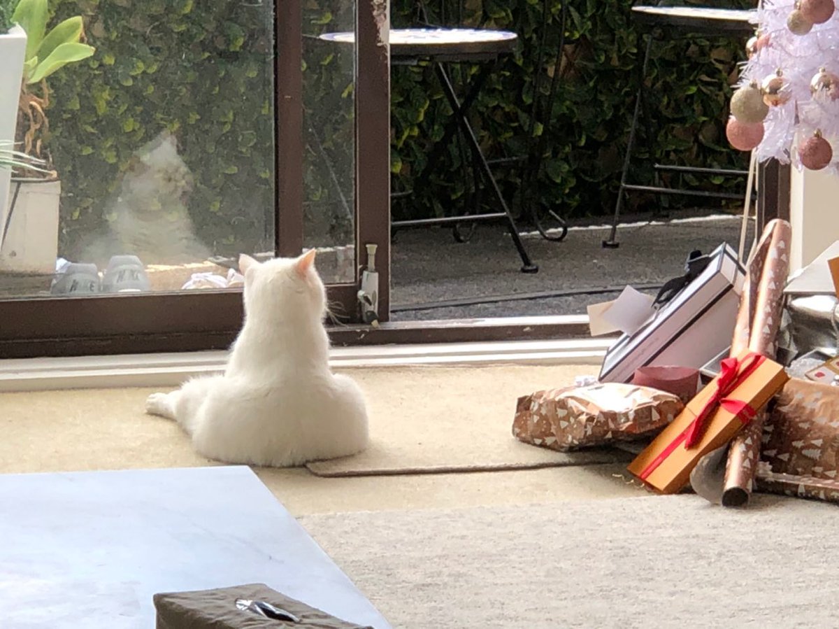 Centralis_X's tweet photo. Make sure you #STAY safe on your travels this #Christmas 🎄 

Our CEO and co founder Marc ITALIA snapped these festive shots from Sydney Australia, check out Marc’s white cat pondering the world 🥂🎁🎄

#HolidaysAreComing #Airstayz #Xmas #travel #app #festivities #Cat #Australia https://t.co/3k5cAjAFuq