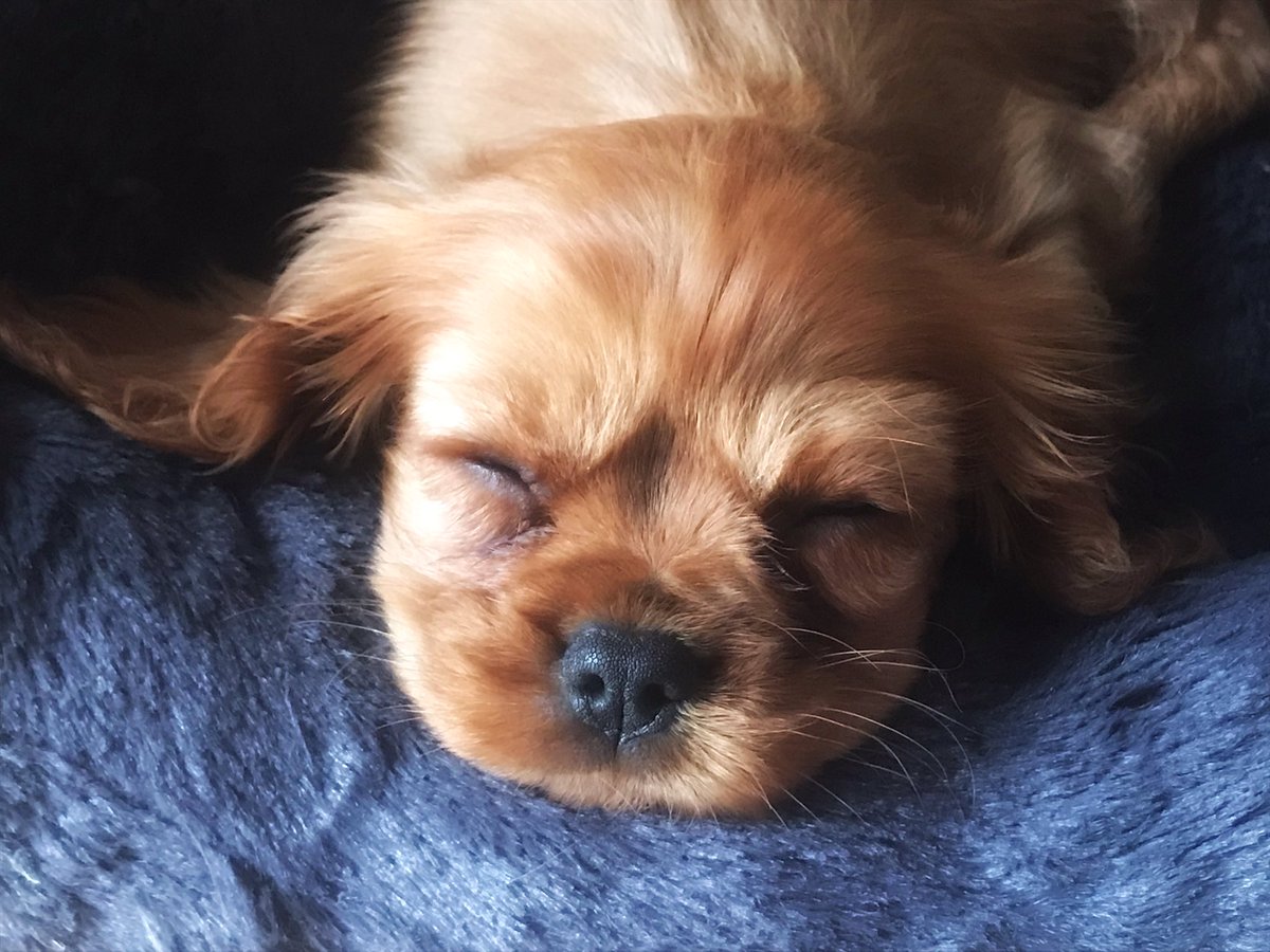 djjansummers's tweet photo. Best Christmas ever #weeharry #kingcharlesspaniel โค๏ธ๐ถ https://t.co/blB0zHtuSZ