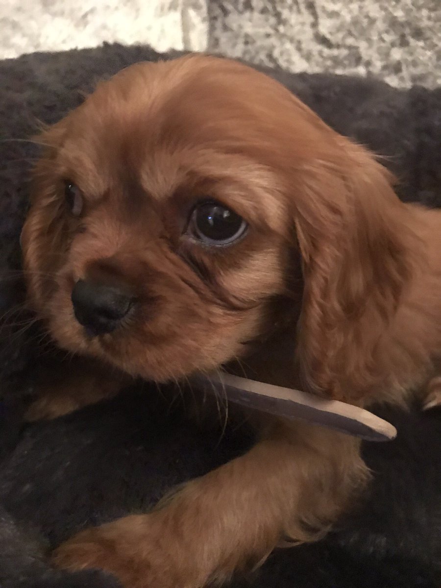 djjansummers's tweet photo. Best Christmas ever #weeharry #kingcharlesspaniel โค๏ธ๐ถ https://t.co/blB0zHtuSZ
