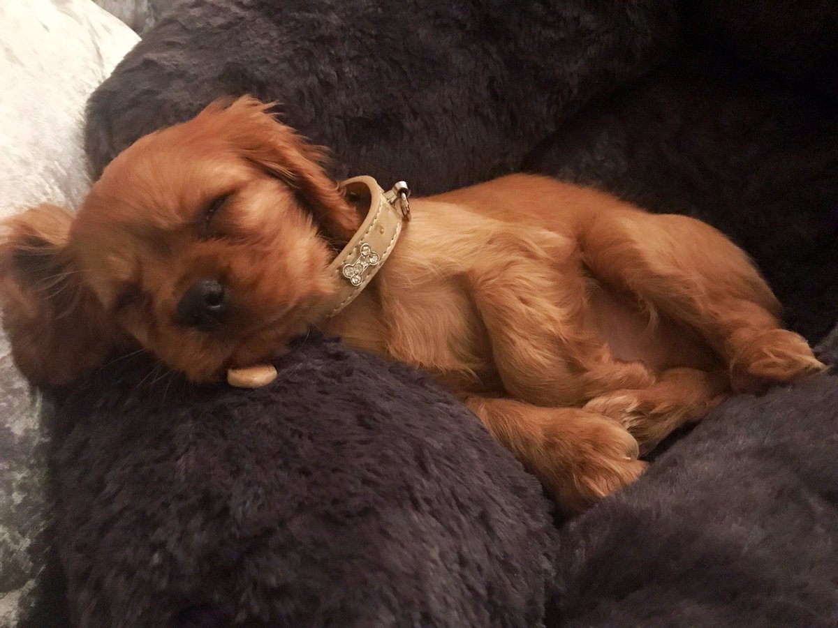 djjansummers's tweet photo. Best Christmas ever #weeharry #kingcharlesspaniel โค๏ธ๐ถ https://t.co/blB0zHtuSZ